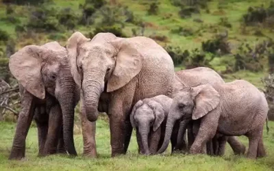 Harar and Awash National Park – 5 Days