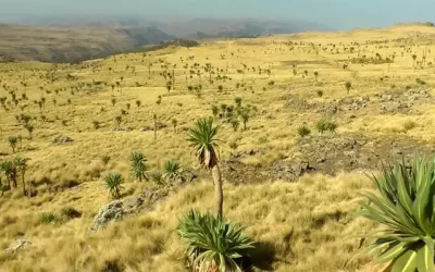 Simien Mountains Walking Tours – 3 Days