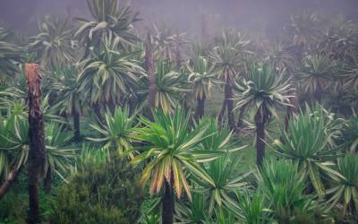 4 Days Simien Mountains Tours